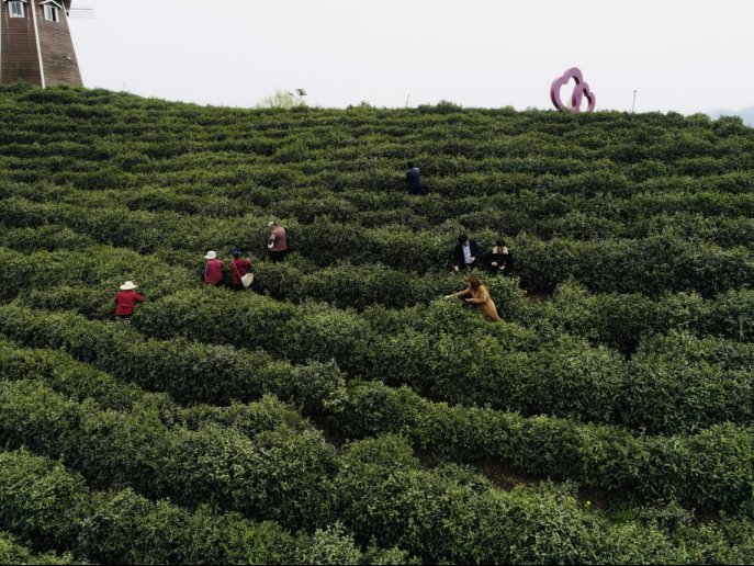 陜西廣電融媒體集團(tuán)農(nóng)林衛(wèi)視助力陜西茶區(qū)“以茶興業(yè)，以茶富民”