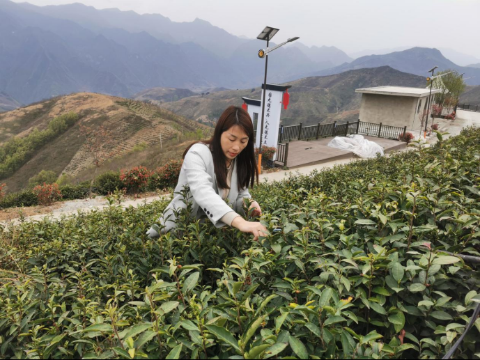 陜西廣電融媒體集團(tuán)農(nóng)林衛(wèi)視助力陜西茶區(qū)“以茶興業(yè)，以茶富民”